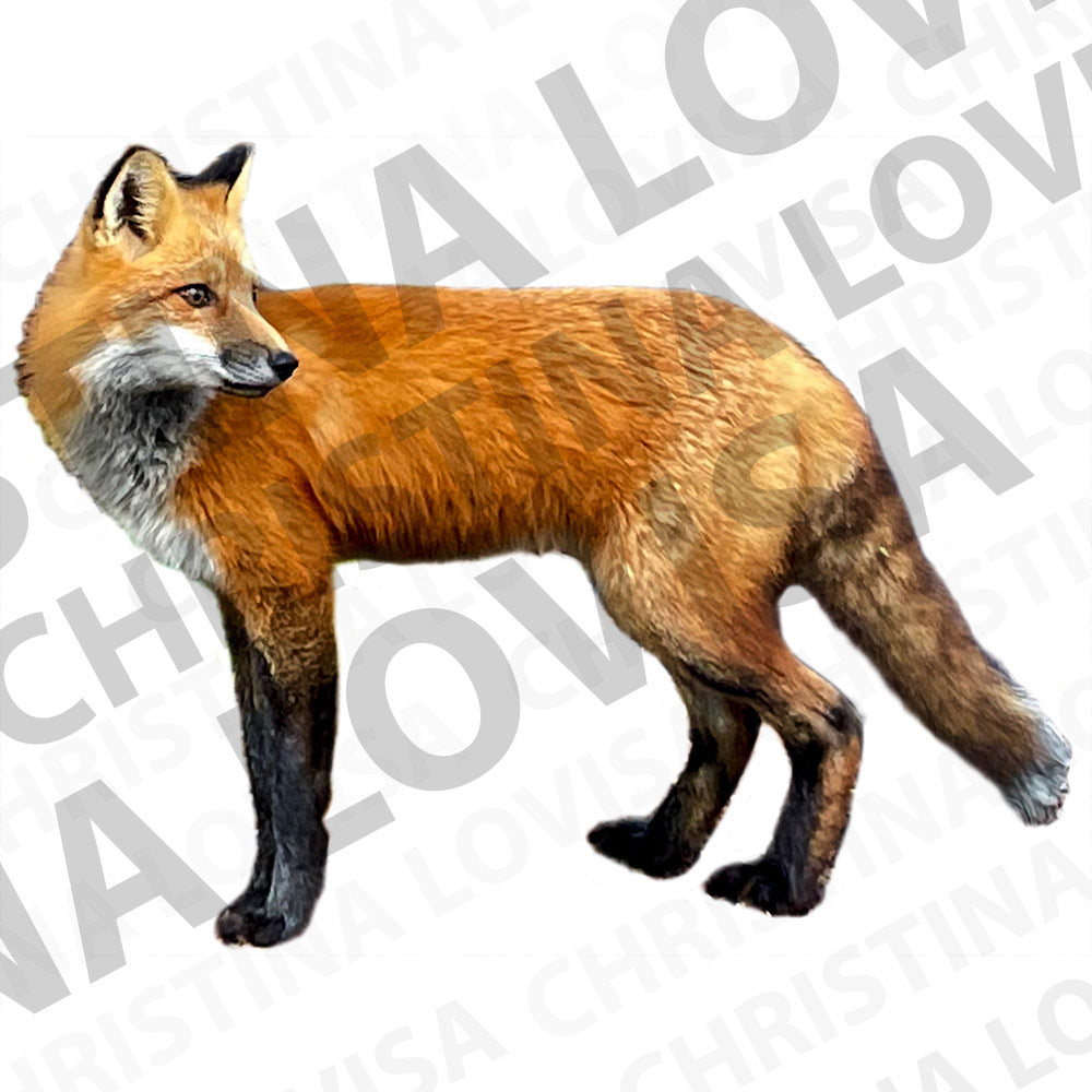 Fox 2