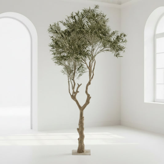 Olive trees