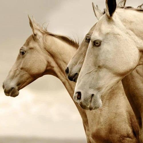 Sepia Horses REVERSED Mint Decoupage Paper