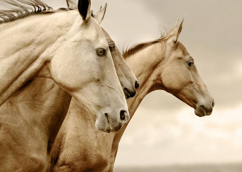 Sepia Horses Mint Decoupage Paper