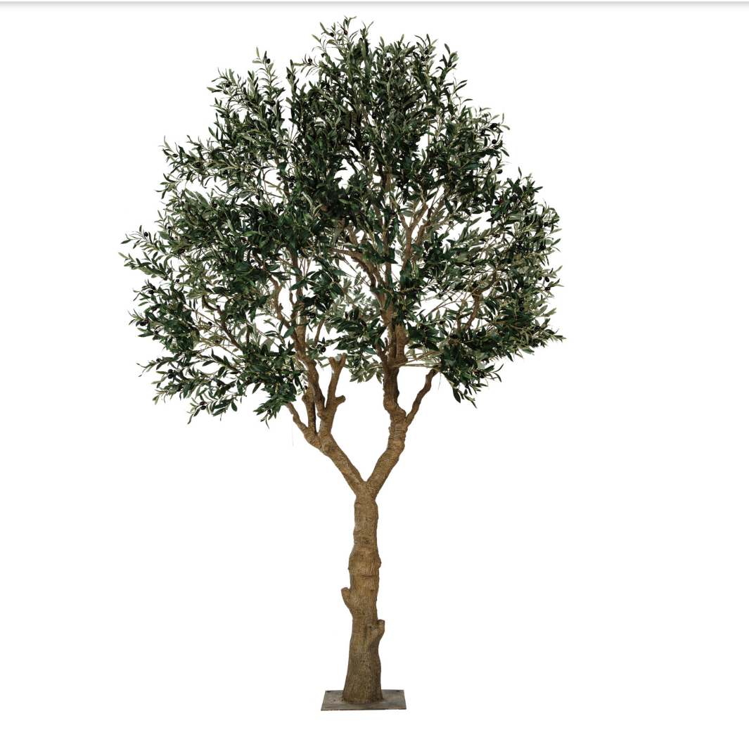 Olive trees