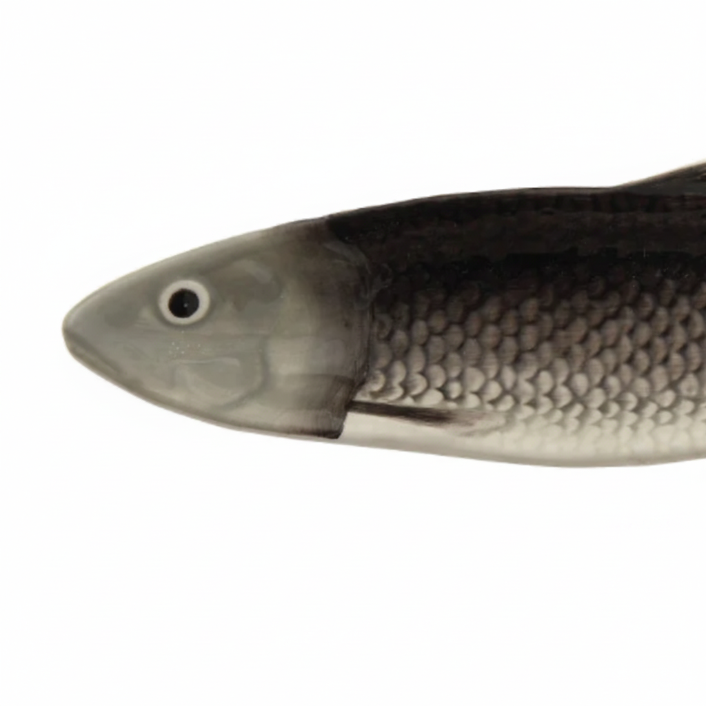 Sardine Plate