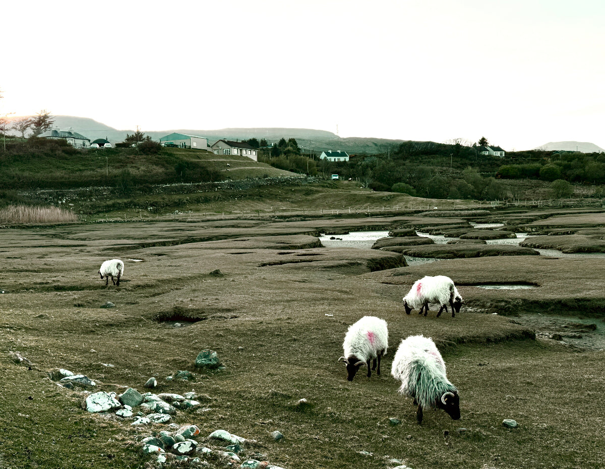 March 2026- Mind's Eye Landscapes (Mulranny, Ireland)