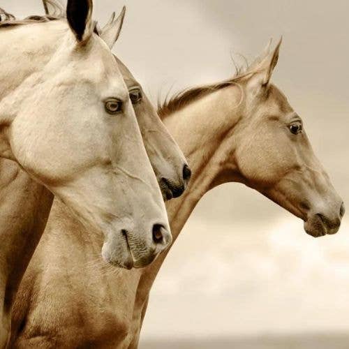 Sepia Horses Mint Decoupage Paper