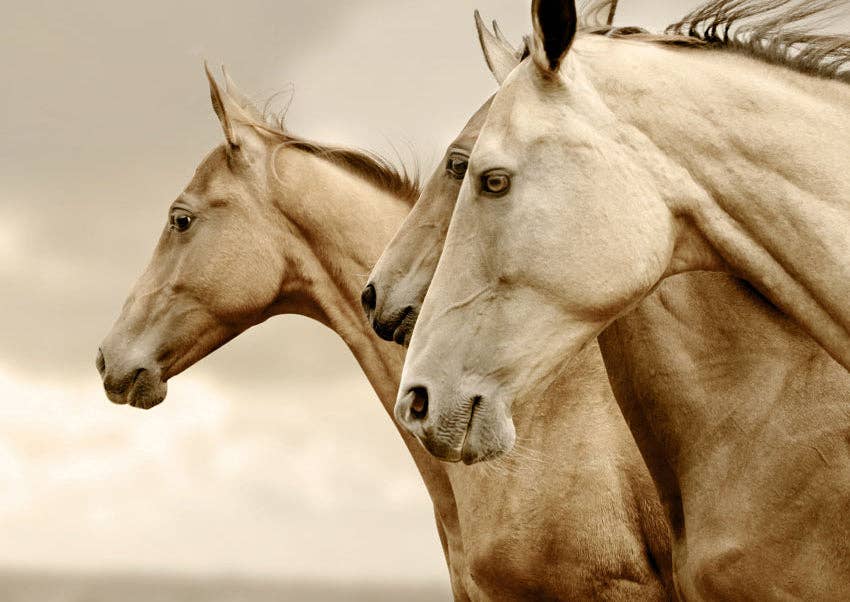Sepia Horses REVERSED Mint Decoupage Paper